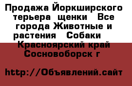 Продажа Йоркширского терьера, щенки - Все города Животные и растения » Собаки   . Красноярский край,Сосновоборск г.